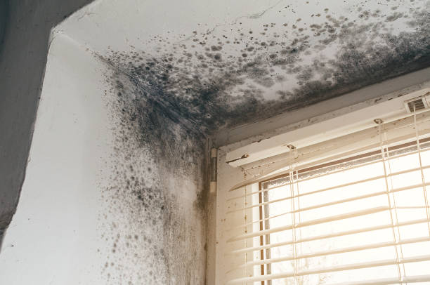 Affordable Mold Removal solutions in Millington, NJ